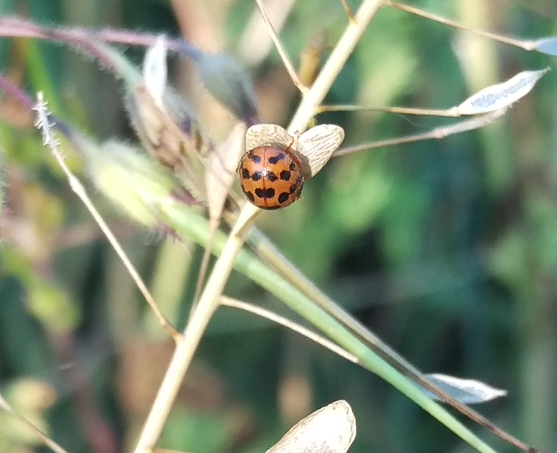 Subcoccinella vigintiquatuorpunctata - lucernaböde