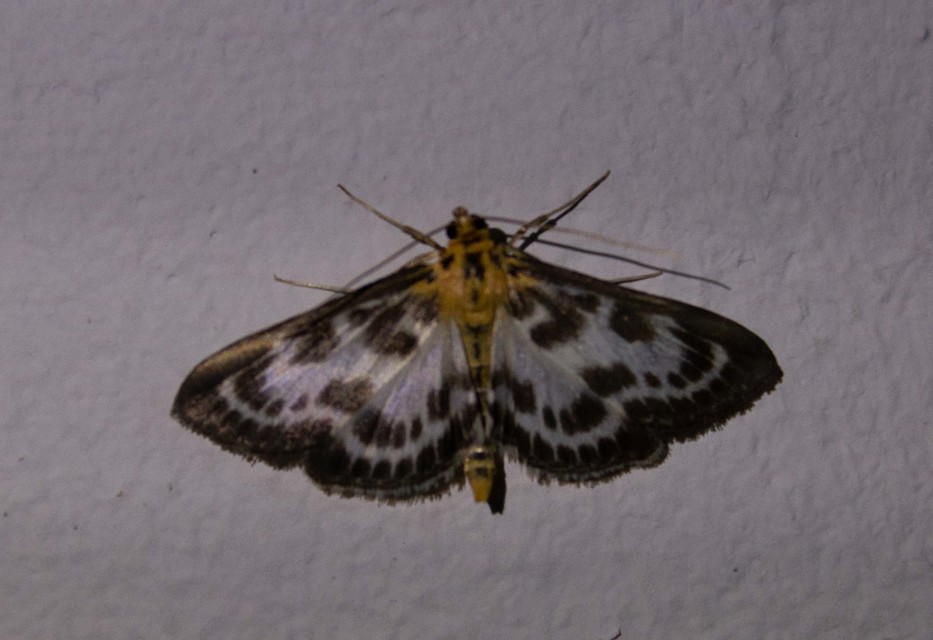 Anania hortulata - tarka csalánmoly