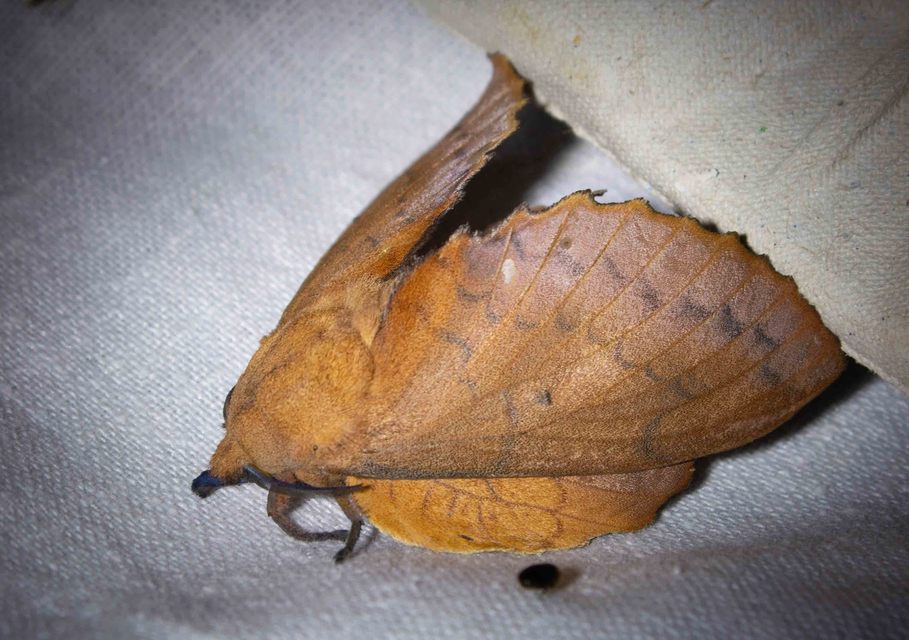 Gastropacha quercifolia - tölgylevélpohók