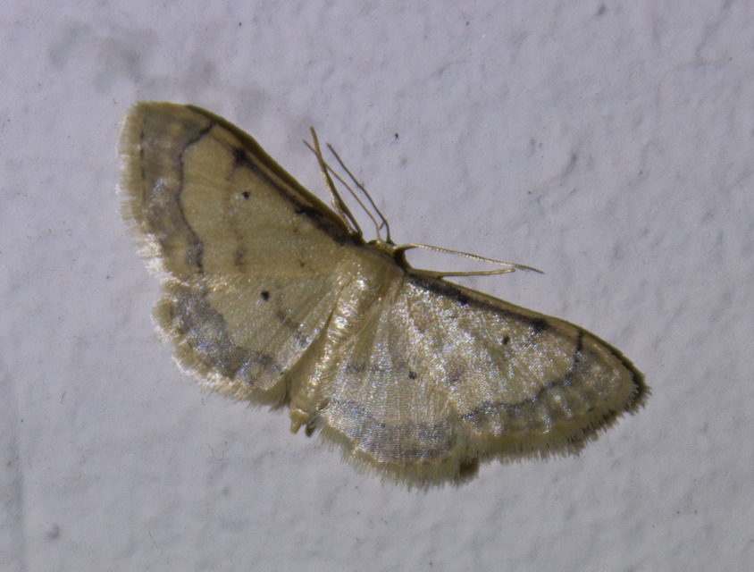 Idaea politaria - vonalas apróaraszoló