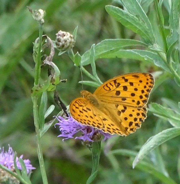 Argynnis laodice - keleti gyöngyházlepke