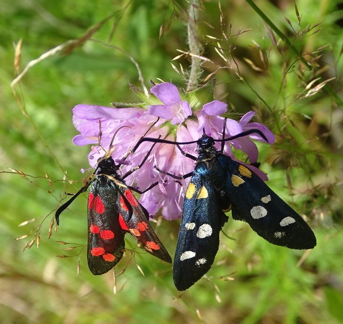 Zygaena ephialtes - változékony csüngőlepke