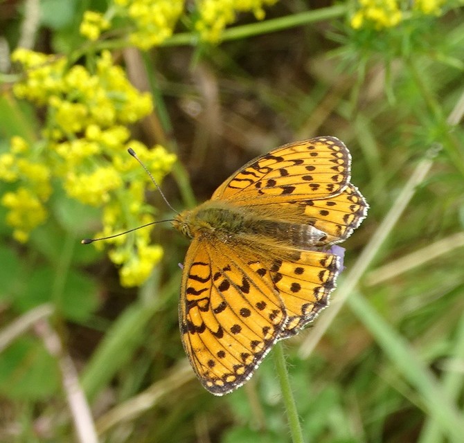 Argynnis aglaja - kerekfoltú gyöngyházlepke