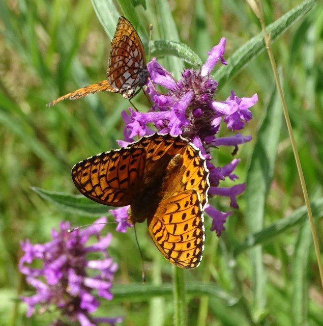 Argynnis aglaja - kerekfoltú gyöngyházlepke