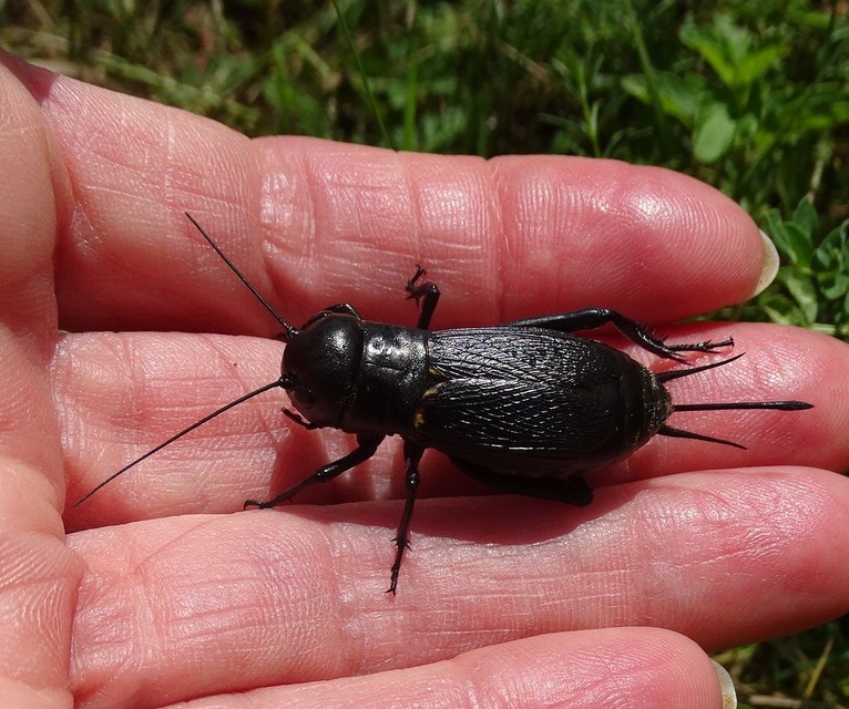 Gryllus campestris - mezei tücsök