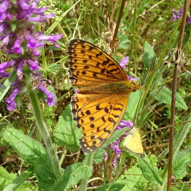 Argynnis aglaja - kerekfoltú gyöngyházlepke