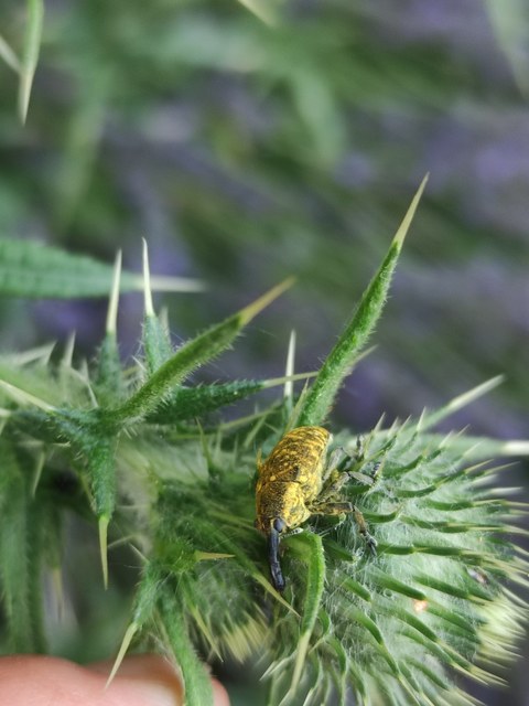 Larinus sturnus - aszat-púderbarkó