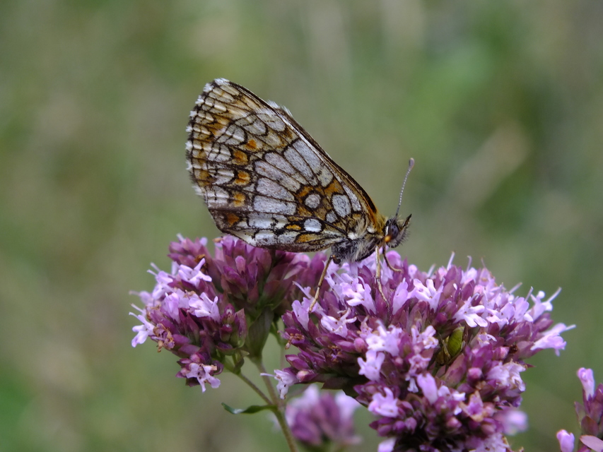 Melitaea athalia - közönséges tarkalepke