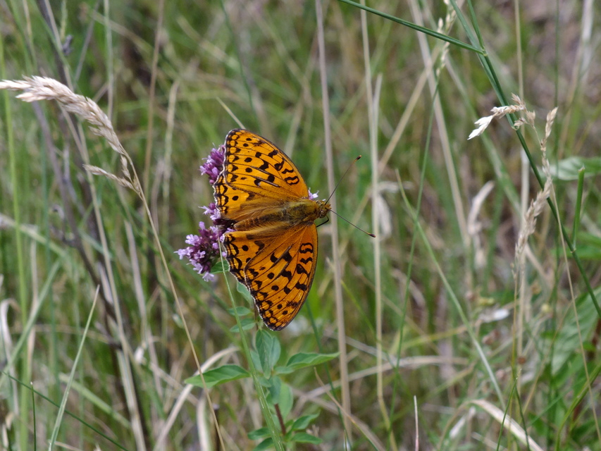 Argynnis adippe - ezüstös gyöngyházlepke