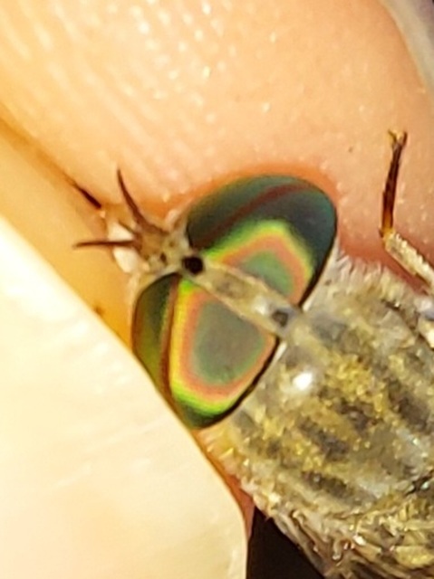 Tabanus