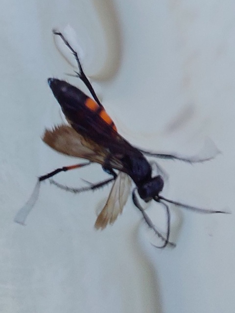 Anoplius viaticus - közönséges útonállódarázs