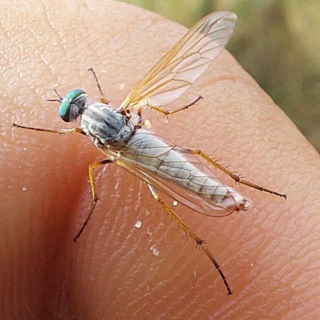 Therevidae - tőröslegyek