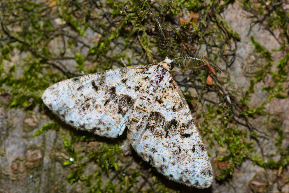 Fagivorina arenaria - bükkfaaraszoló