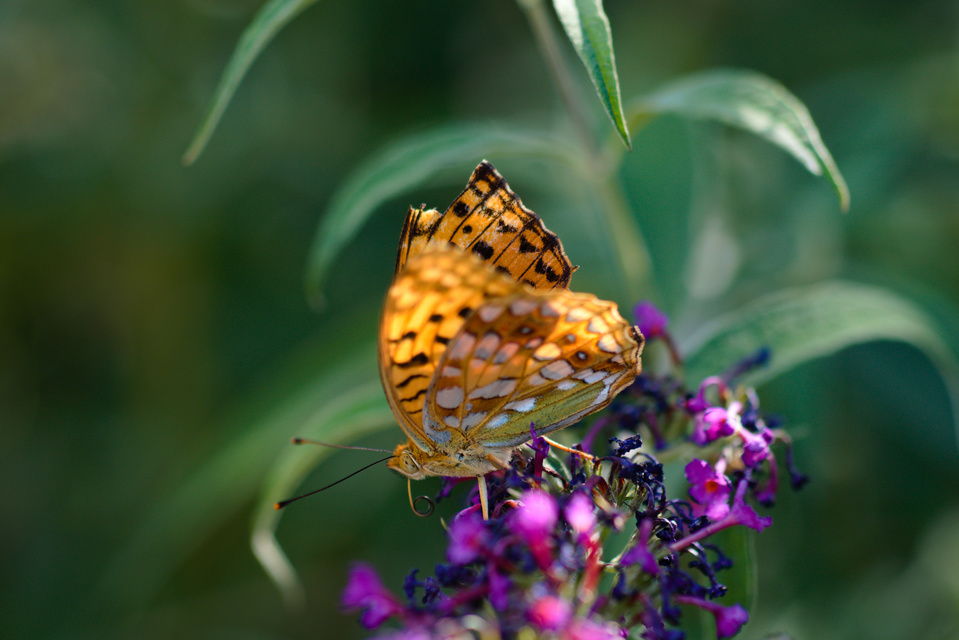 Argynnis adippe - ezüstös gyöngyházlepke