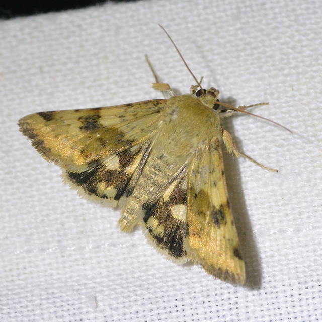 Heliothis viriplaca - mácsonyabagoly