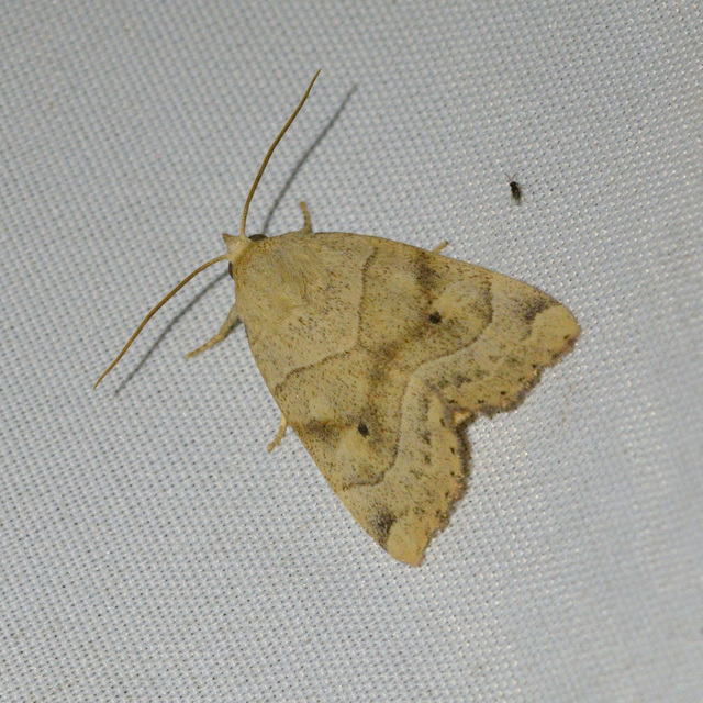 Cosmia trapezina - közönséges lombbagoly