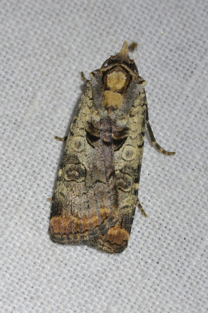 Epilecta linogrisea - karcsú sárgafűbagoly