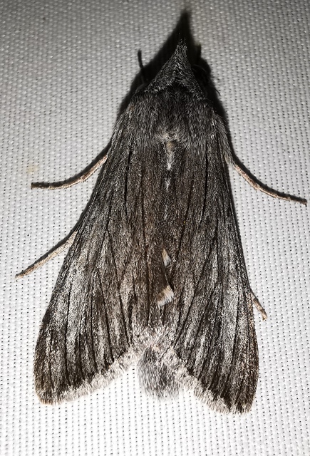 Cucullia lactucae - saláta-csuklyásbagoly