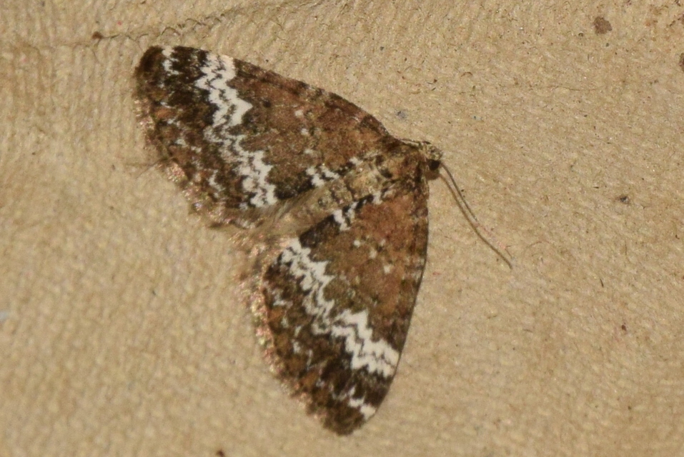 Perizoma alchemillata - árvacsalán-araszoló