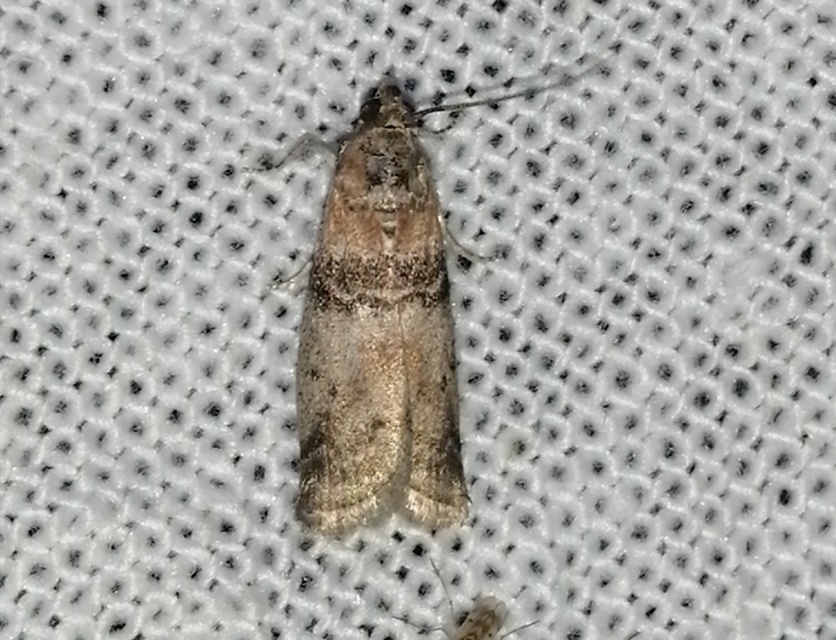 Sciota rhenella - alföldi karcsúmoly