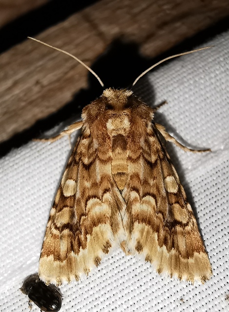 Hadena irregularis - homoki szegfűbagoly