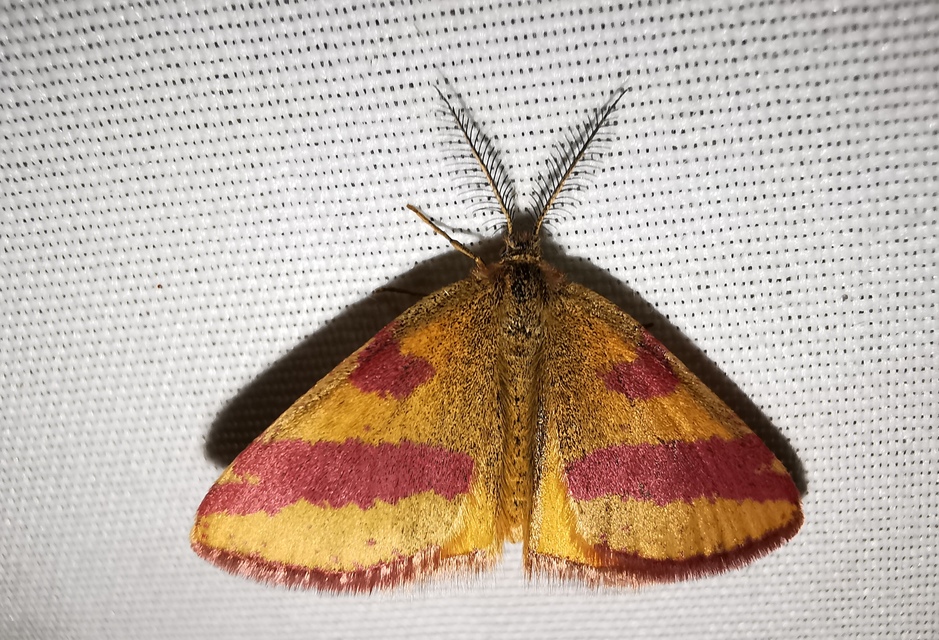 Lythria cruentaria - bíborcsíkos araszoló