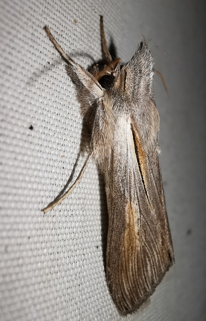 Cucullia balsamitae - homoki csuklyásbagoly