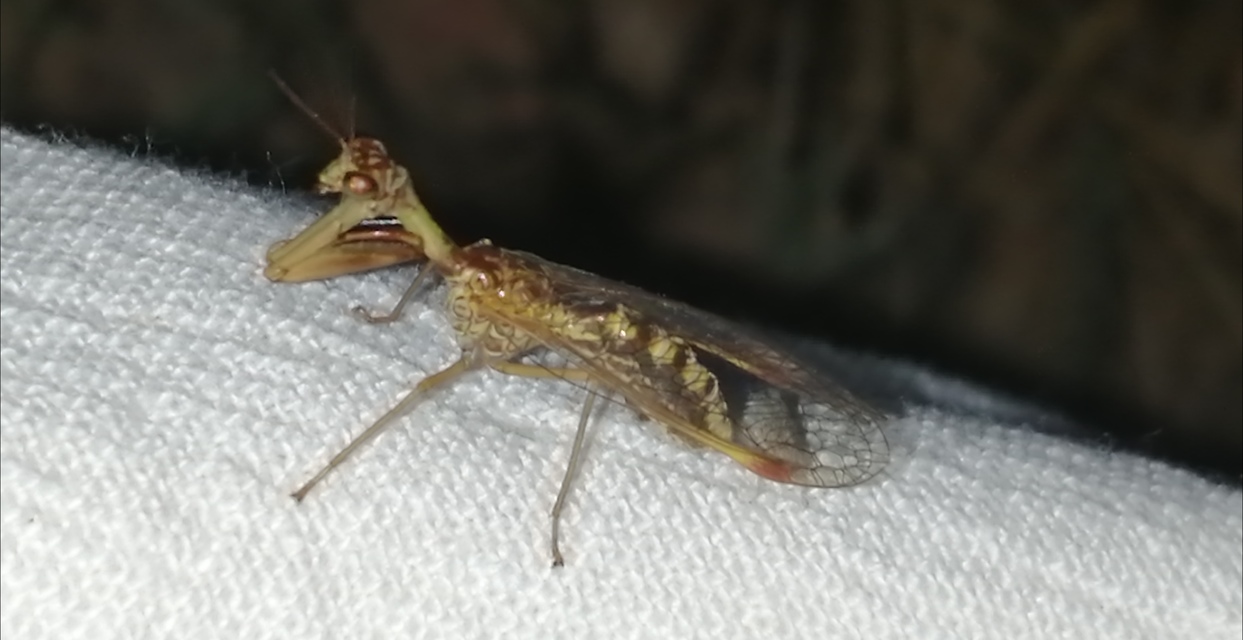 Mantispa styriaca - kétszínű fogólábú-fátyolka