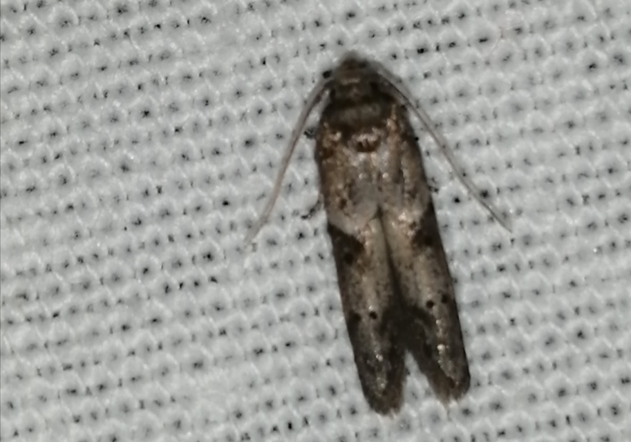 Blastobasis