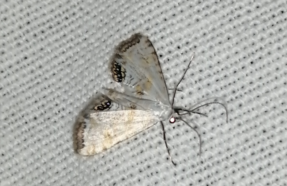 Cataclysta lemnata - békalencsemoly