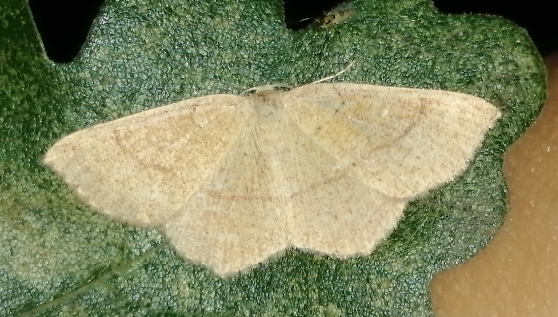 Cyclophora ruficiliaria - vörösrojtú pettyesaraszoló