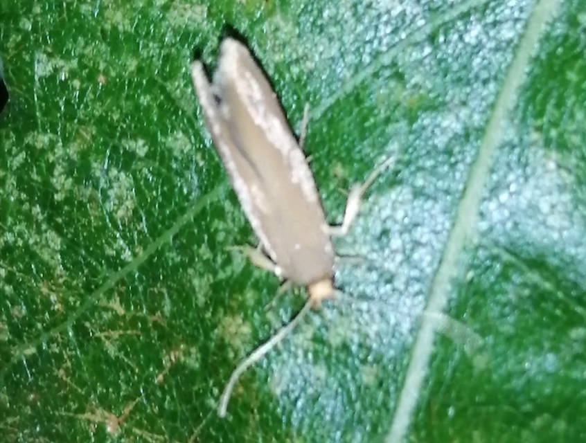 Crassa unitella - aranybarna díszmoly