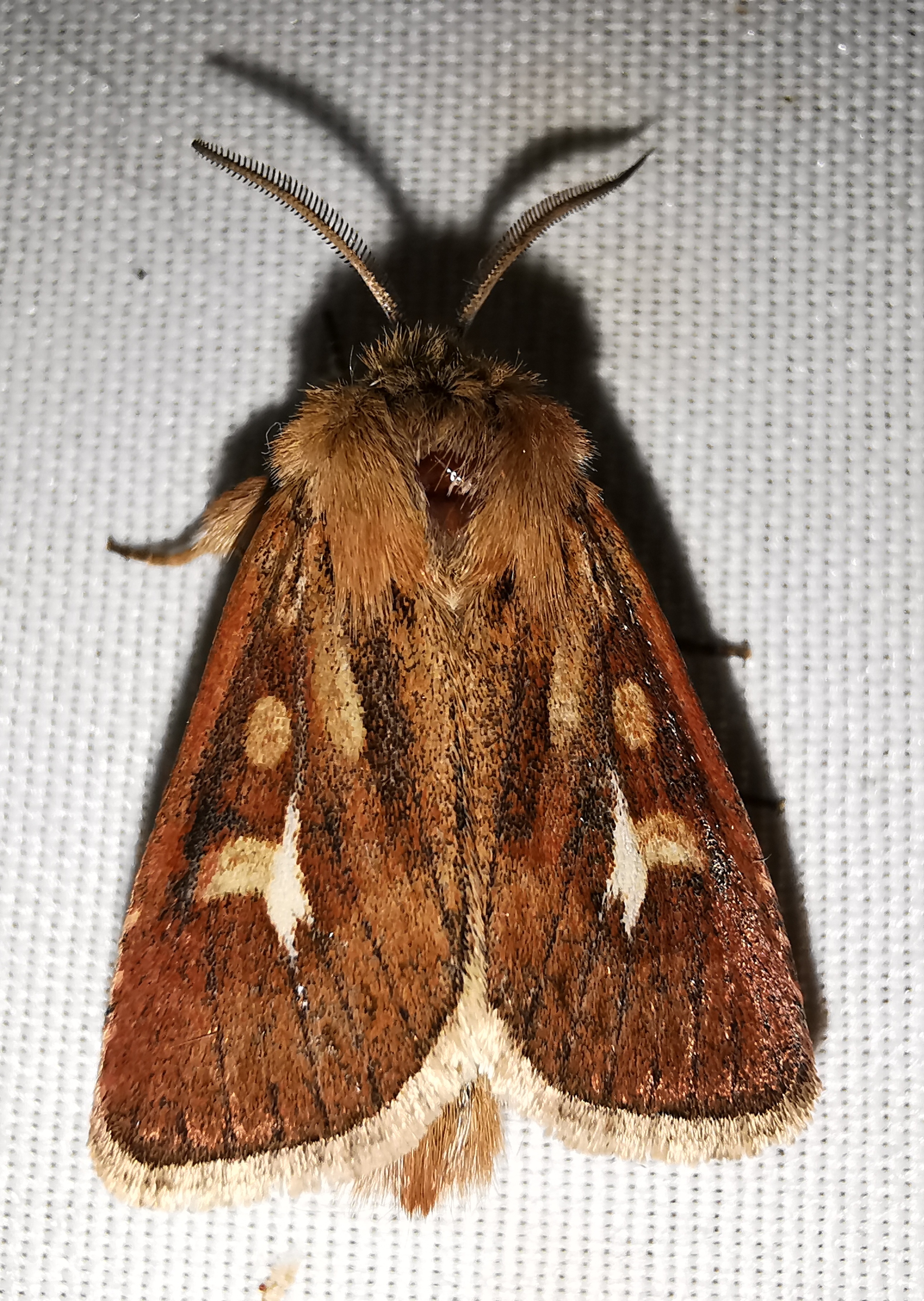 Cerapteryx graminis - fűgyökérbagoly