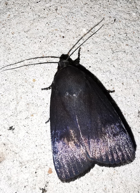 Amphipyra livida - zsírfényű bagoly
