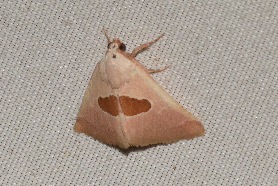 Calymma communimacula - pajzstetűfaló bagoly