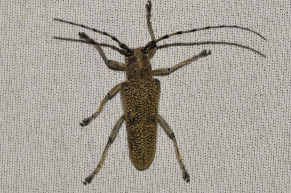 Saperda carcharias - nagy nyárfacincér