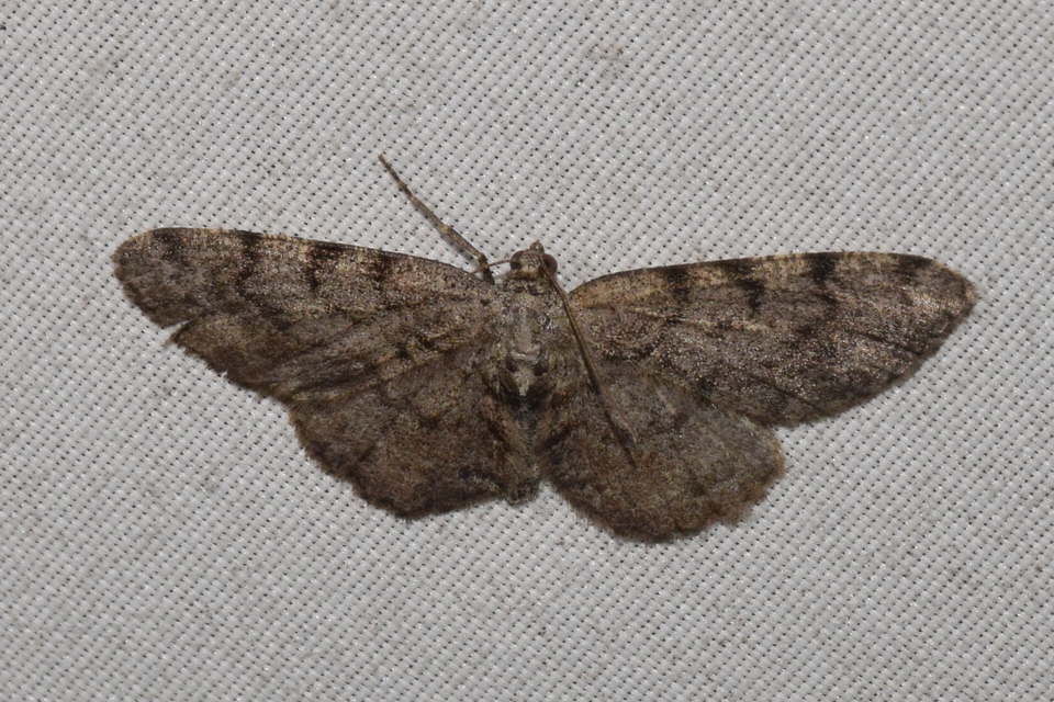 Aethalura punctulata - szürke égeraraszoló