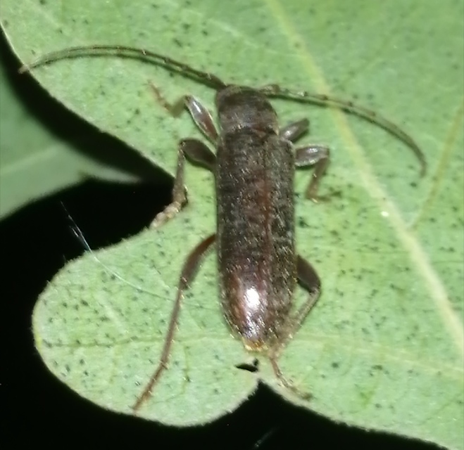Trichoferus campestris - szállóvendég éjicincér