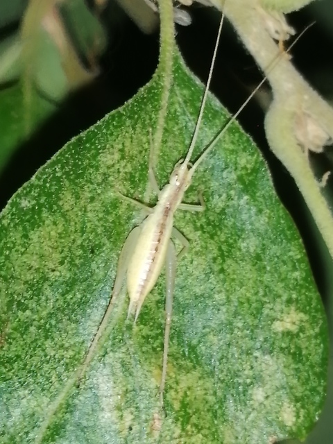 Oecanthus pellucens - pirregőtücsök