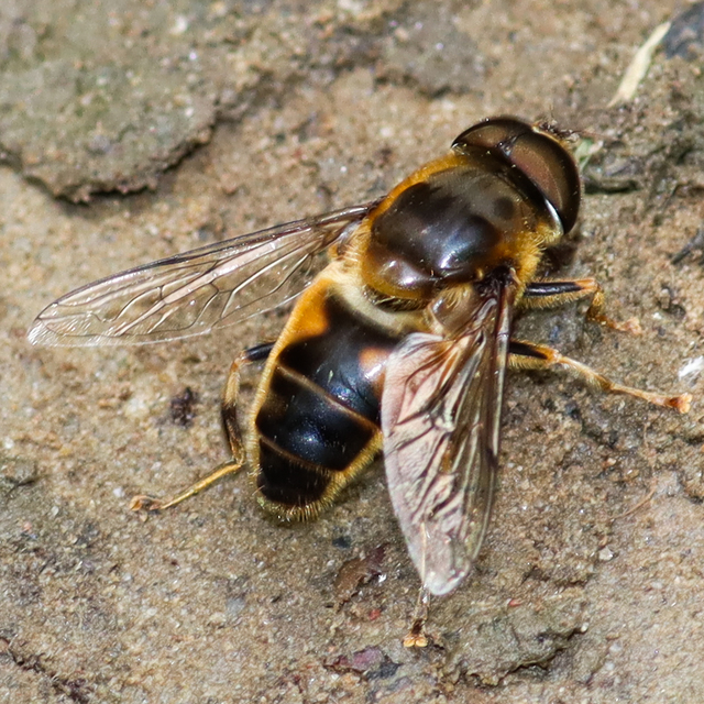 Eristalis pertinax - sárgalábfejű herelégy