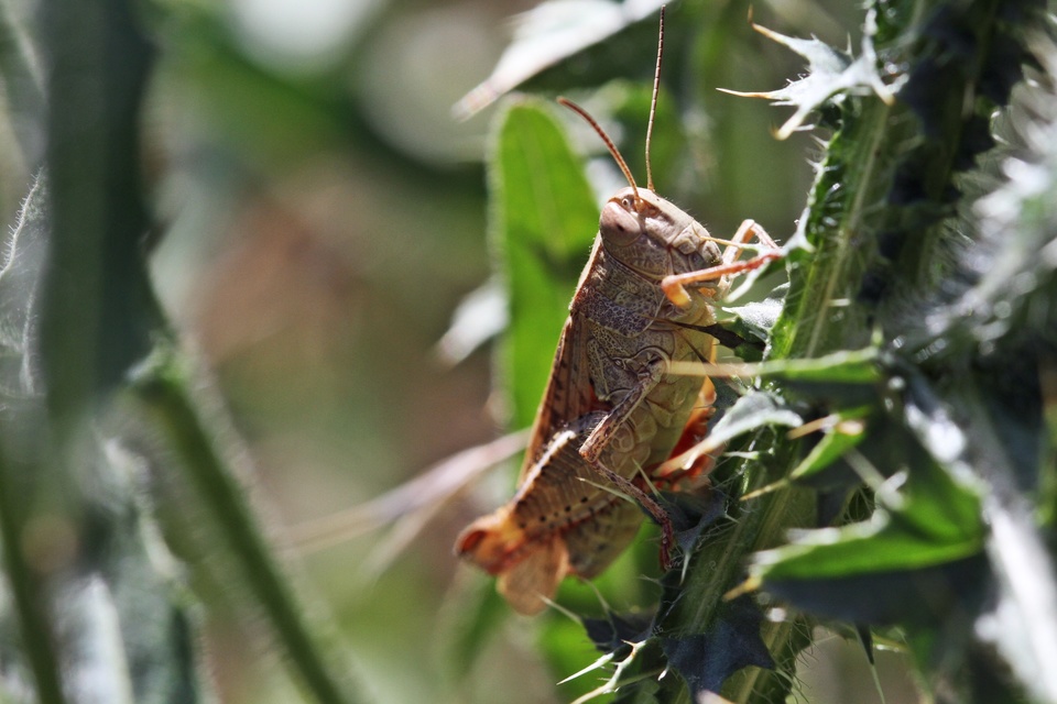 Calliptamus italicus - olaszsáska