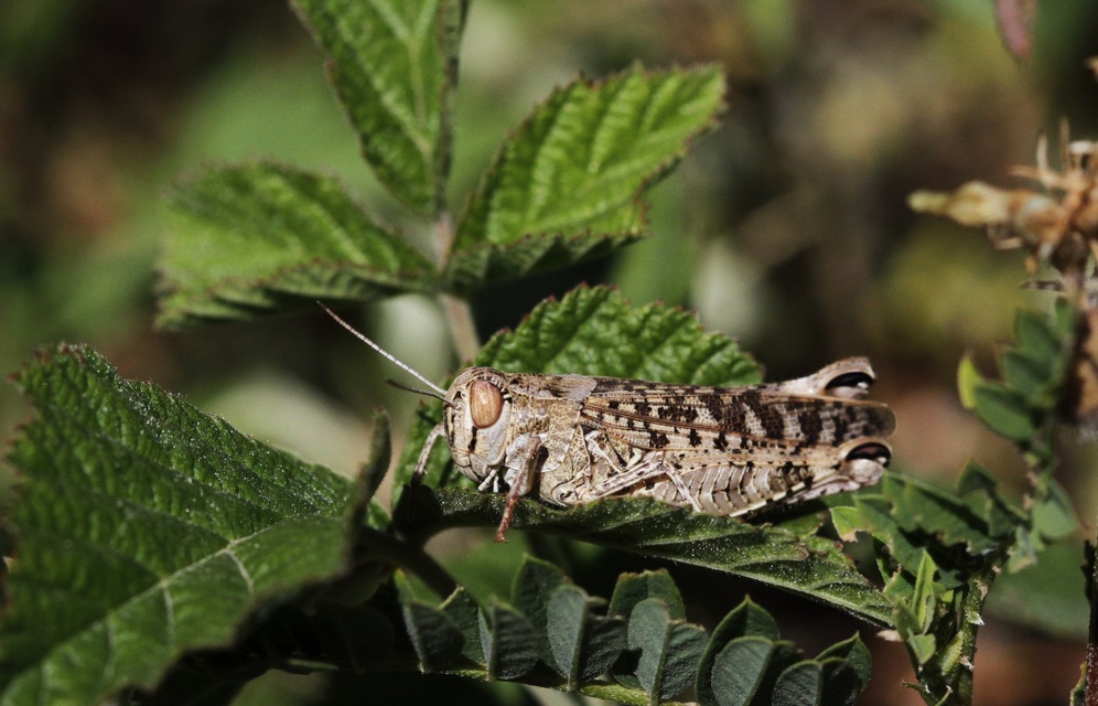 Calliptamus italicus - olaszsáska