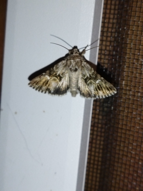 Calophasia lunula - gyújtoványfű-apróbagoly