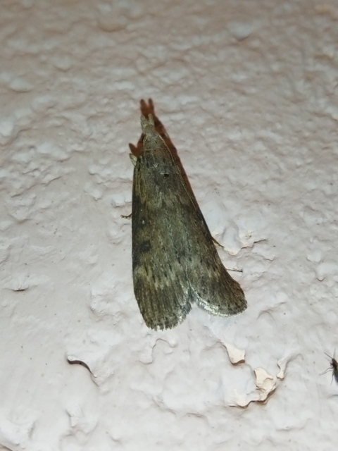 Lamoria anella - törmelékmoly