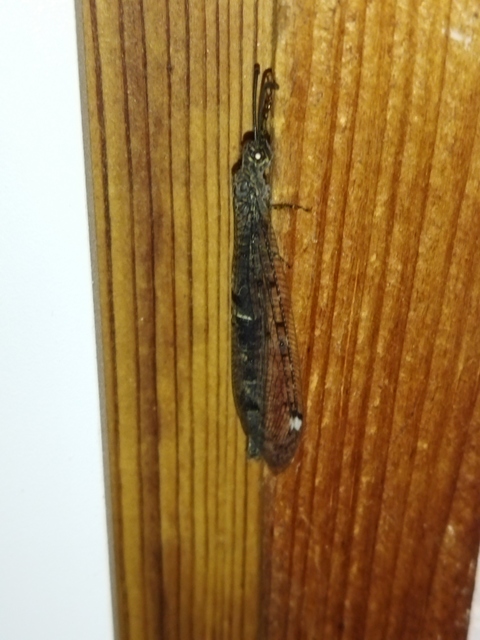 Distoleon tetragrammicus - négyfoltos hangyaleső