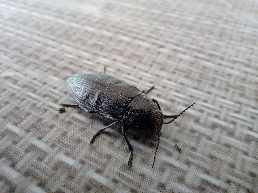 Buprestis haemorrhoidalis - foltosfejű díszbogár