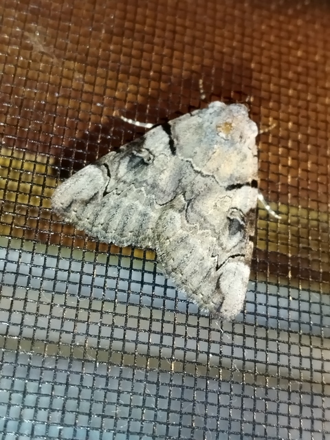 Catocala hymenaea - kökény-övesbagoly