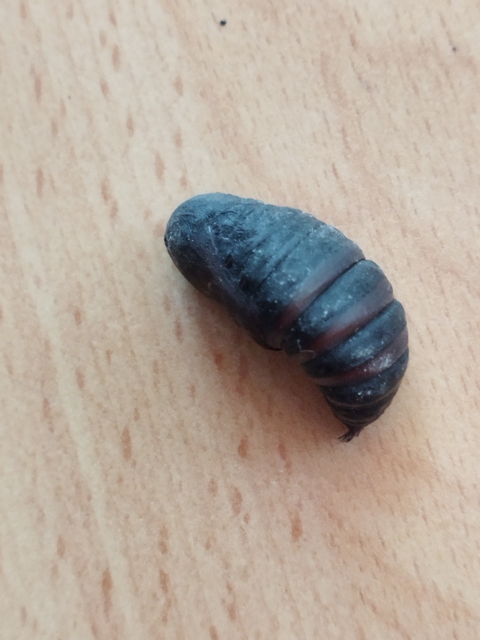 Saturnia pavoniella/pavonia