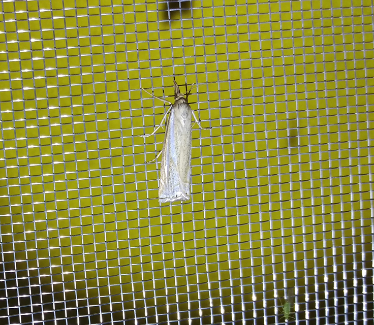 Xanthocrambus lucellus - zegzugos fűgyökérmoly