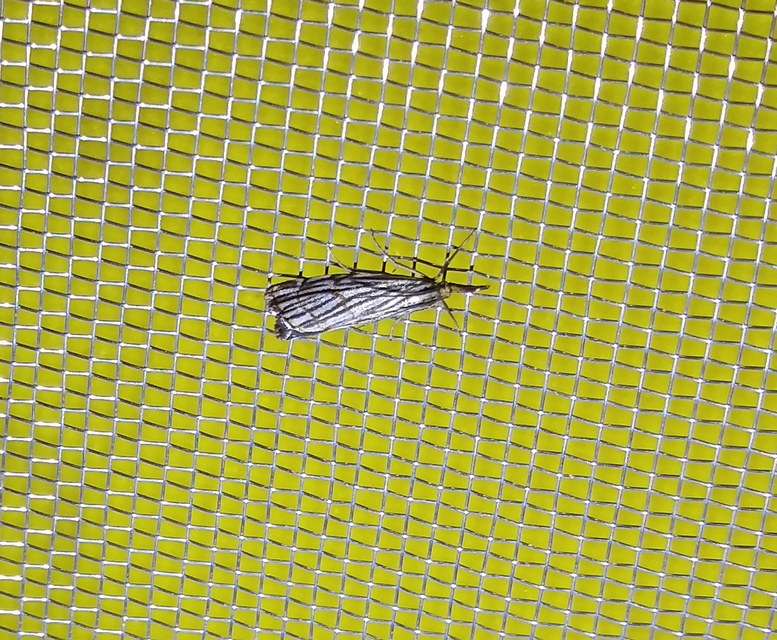 Chrysocramboides craterella - rácsos fűgyökérmoly